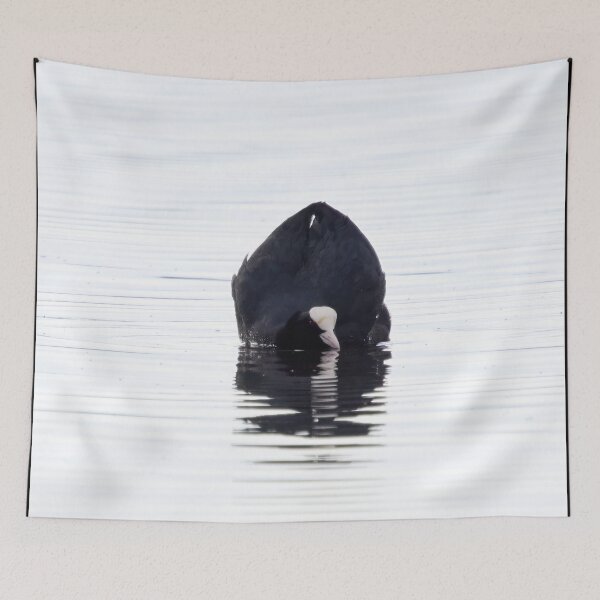 Item preview, Black and white. Eurasian coot designed and sold by Jouko Lehto Photography.