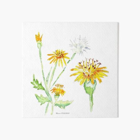 Artikel-Vorschau von Löwenzahn (Taraxacum officinale), designt und verkauft von Maree Clarkson.