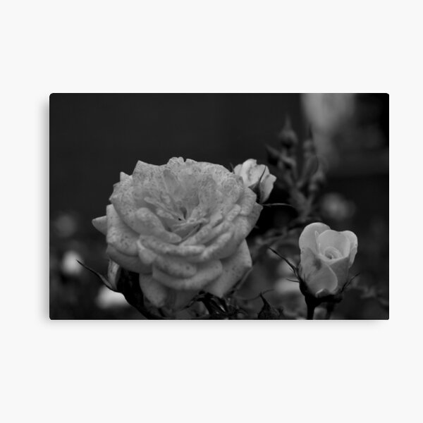Item preview, Dramatic Rose designed and sold by PidgeykinS5.