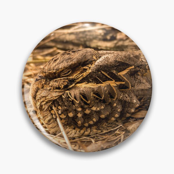 Item preview, Common Pauraque Snug In Its Surroundings designed and sold by Debra Martz.