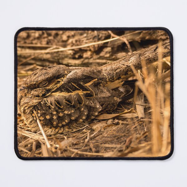 Item preview, Common Pauraque Snug In Its Surroundings designed and sold by Debra Martz.