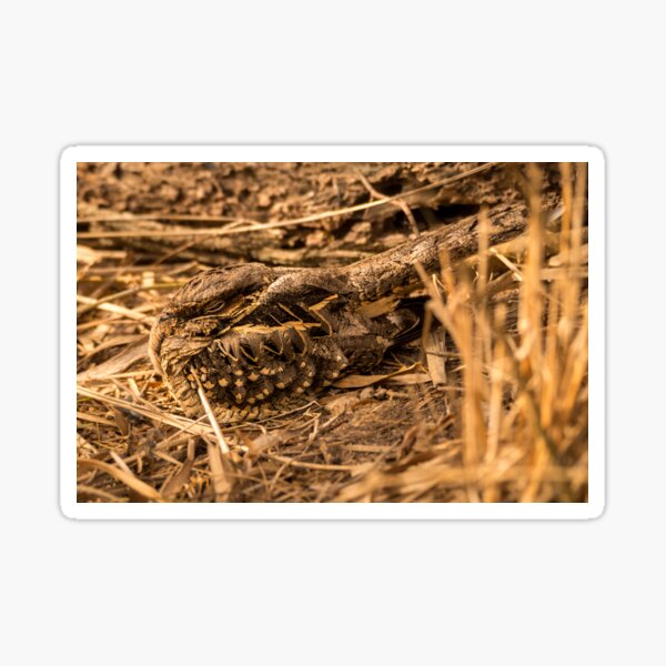 Item preview, Common Pauraque Snug In Its Surroundings designed and sold by Debra Martz.