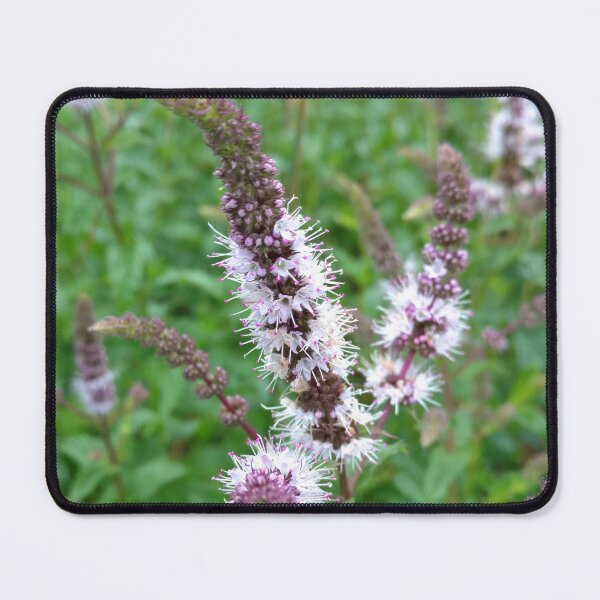 Item preview, Spearmint Garden Photograph designed and sold by A_Guy_With_Art_Supplies.