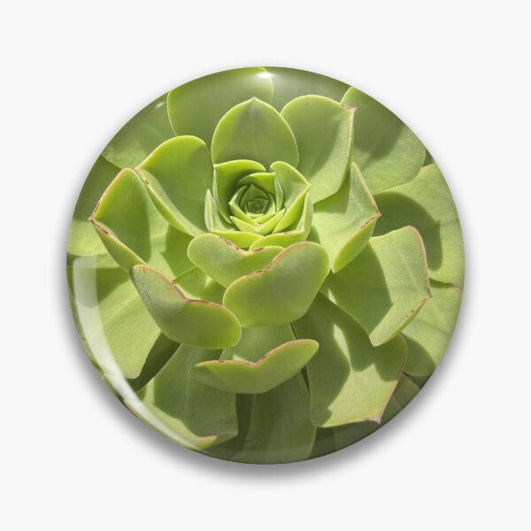 Item preview, Vibrant Green Succulent Close-Up – Minimalist Botanical Design designed and sold by RhyAndBlues.