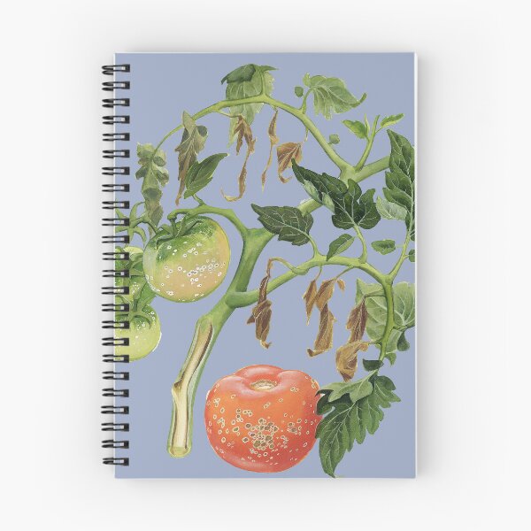 Item preview, Bacterial canker of Tomatoes (cut out) designed and sold by BiosecurityColl.
