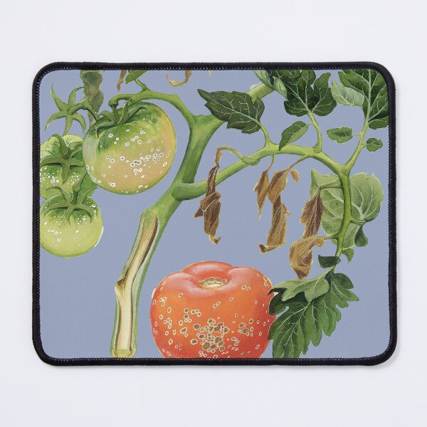 Item preview, Bacterial canker of Tomatoes (cut out) designed and sold by BiosecurityColl.