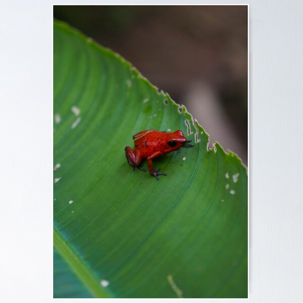 Item preview, Strawberry poison dart frog designed and sold by justlensshop.
