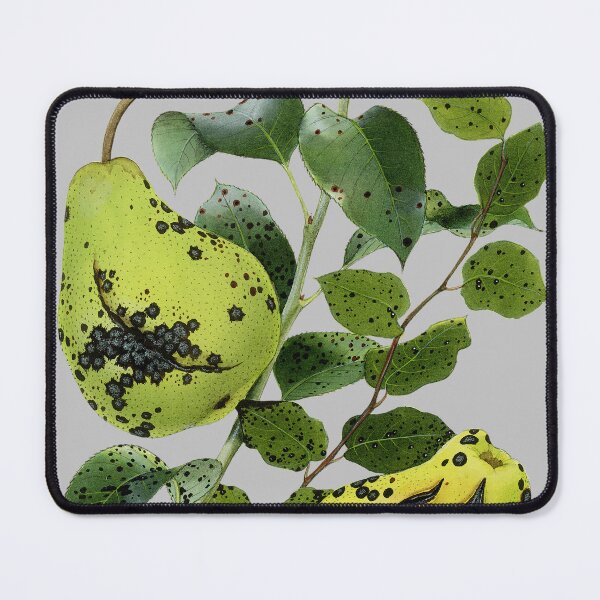 Item preview, Fleck of Pear (full) - (cut-away) designed and sold by BiosecurityColl.