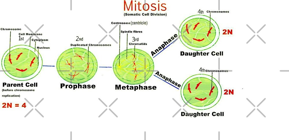 Mitosis Somatic cell division by ikshvaku Biology Diagrams