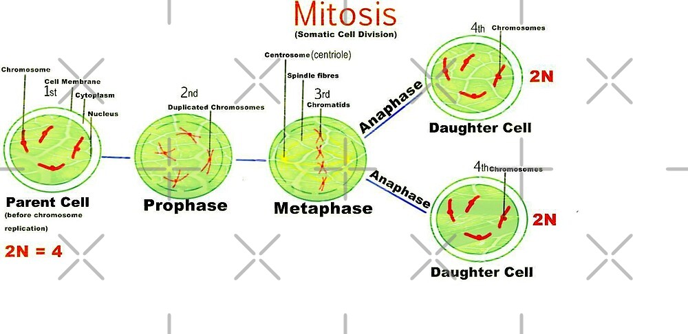  Mitosis Somatic Cell Division By Ikshvaku Redbubble