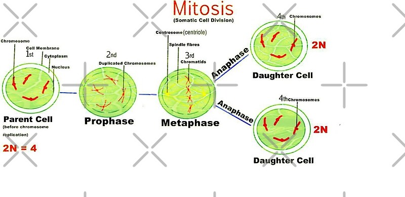 "Mitosis - Somatic cell division." by ikshvaku | Redbubble