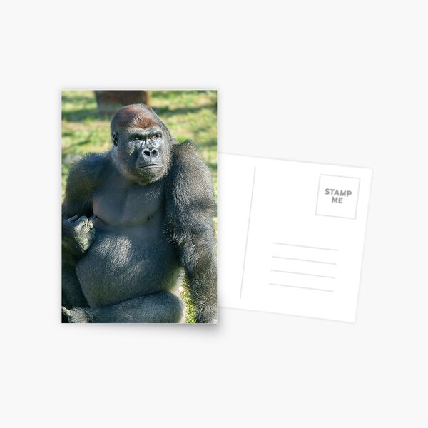 Item preview, Gorilla Lope's Little Quirk in the Sunshine designed and sold by rawshutterbug.