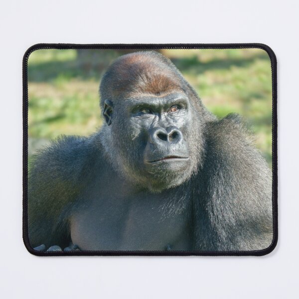 Item preview, Gorilla Lope's Little Quirk in the Sunshine designed and sold by rawshutterbug.