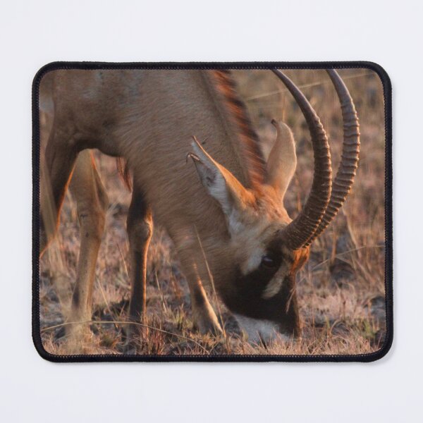 Item preview, Roan antelope at sunrise designed and sold by Inkwell innovations .