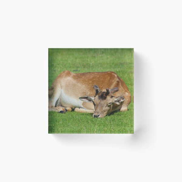 Item preview, Sunlit Siesta designed and sold by AspenEyesPhotography.