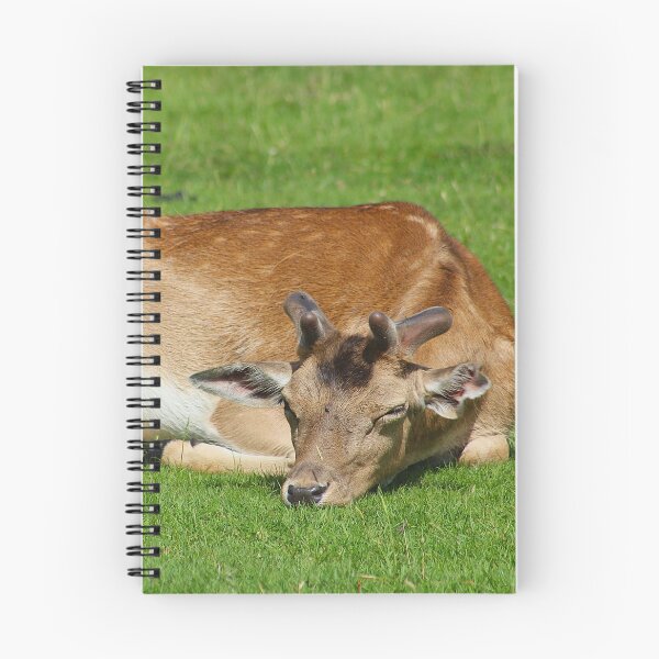 Item preview, Sunlit Siesta designed and sold by AspenEyesPhotography.