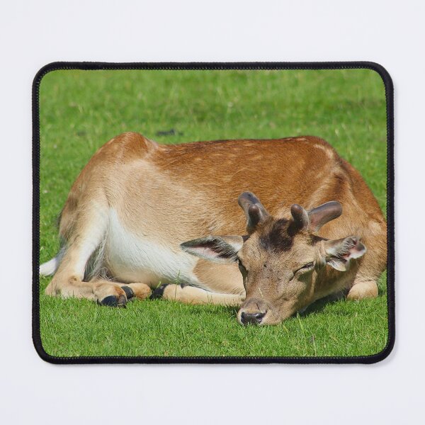 Item preview, Sunlit Siesta designed and sold by AspenEyesPhotography.
