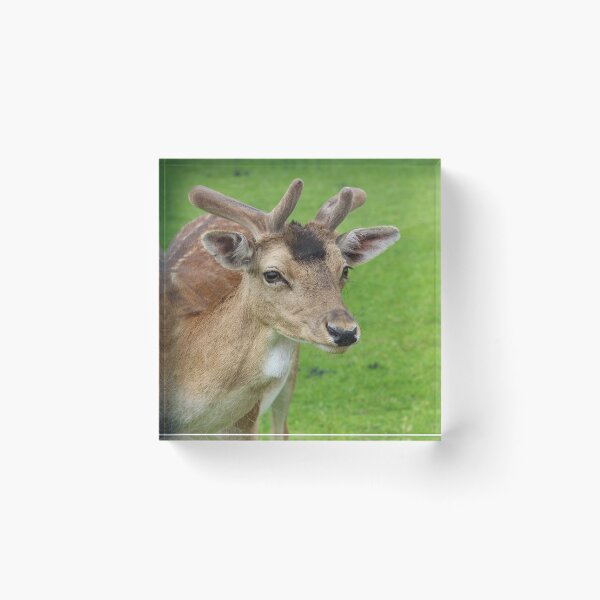 Item preview, Velvet Gaze designed and sold by AspenEyesPhotography.