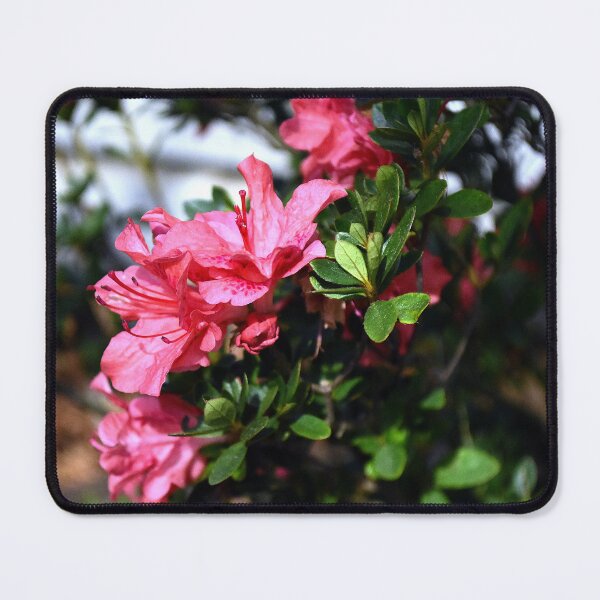 Item preview, Azalea Bunch designed and sold by MercerImages.