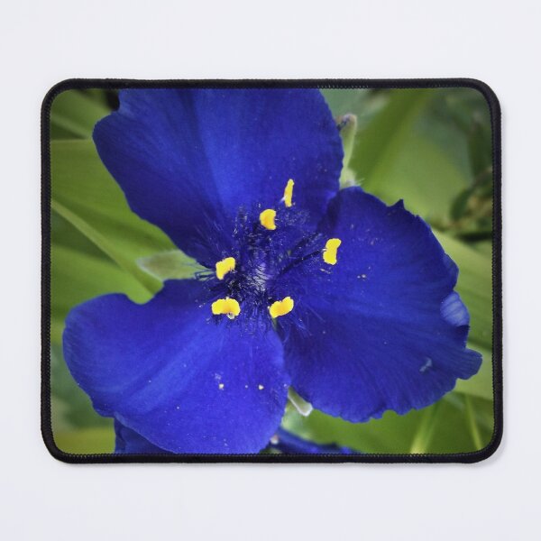 Item preview, Single Spiderwort designed and sold by Scott and Mary Schneider art_photography.