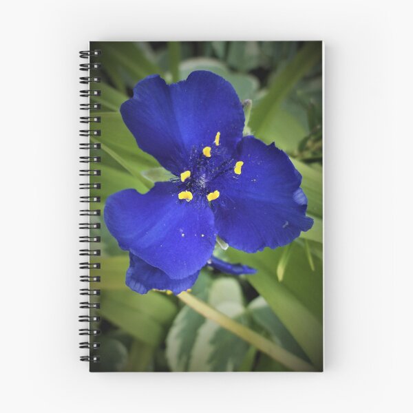 Item preview, Single Spiderwort designed and sold by Scott and Mary Schneider art_photography.