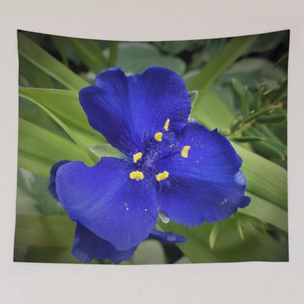 Item preview, Single Spiderwort designed and sold by Scott and Mary Schneider art_photography.