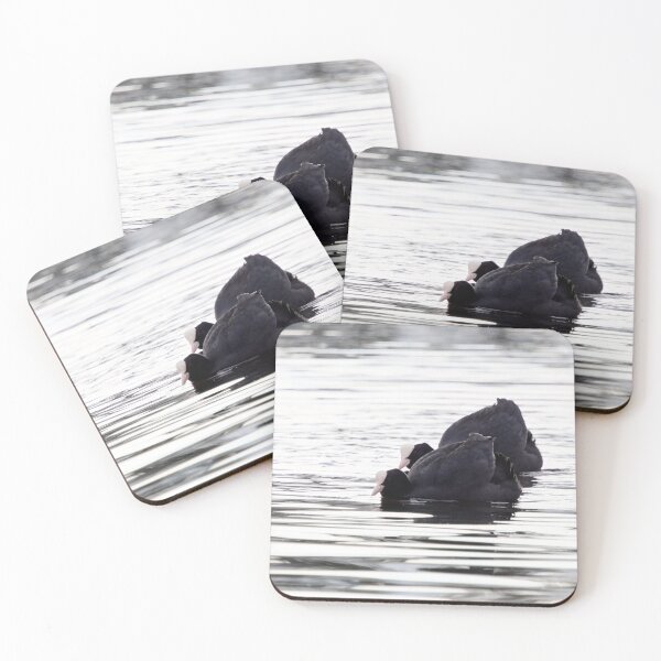 Item preview, Make it two. Eurasian coot designed and sold by Jouko Lehto Photography.