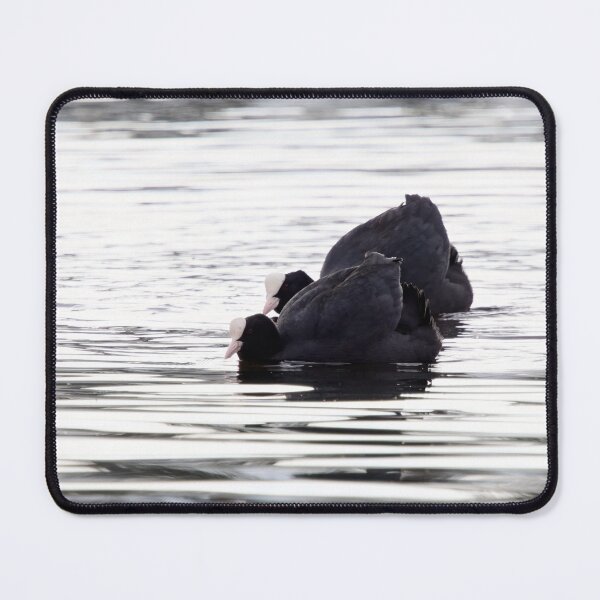 Item preview, Make it two. Eurasian coot designed and sold by Jouko Lehto Photography.