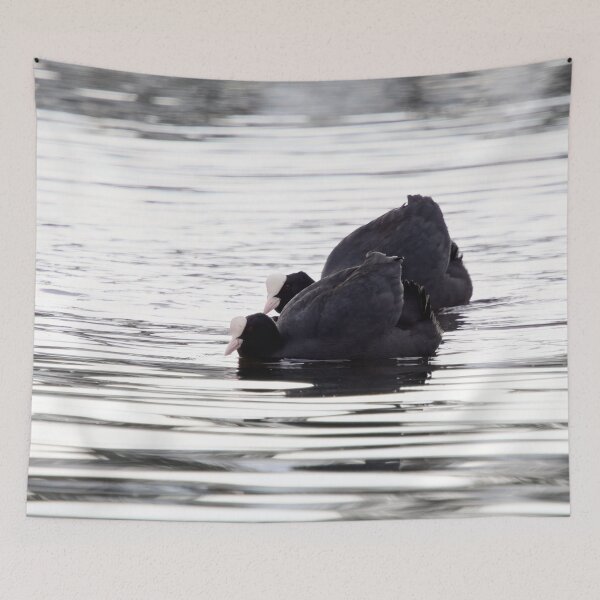 Item preview, Make it two. Eurasian coot designed and sold by Jouko Lehto Photography.