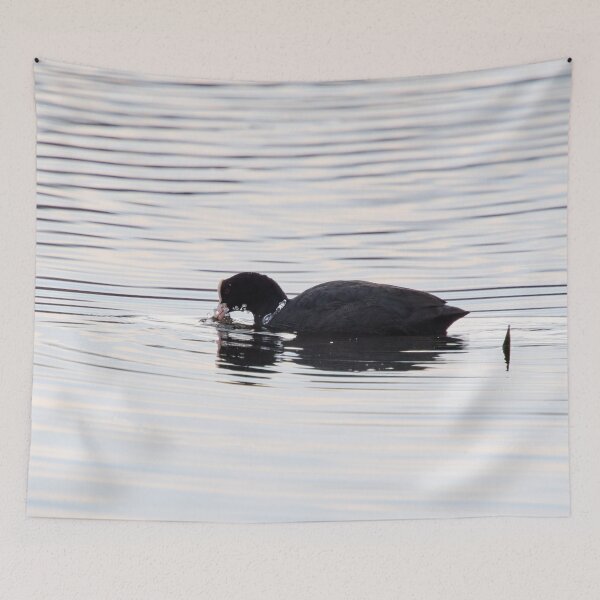 Item preview, Bubbles. Eurasian coot designed and sold by Jouko Lehto Photography.