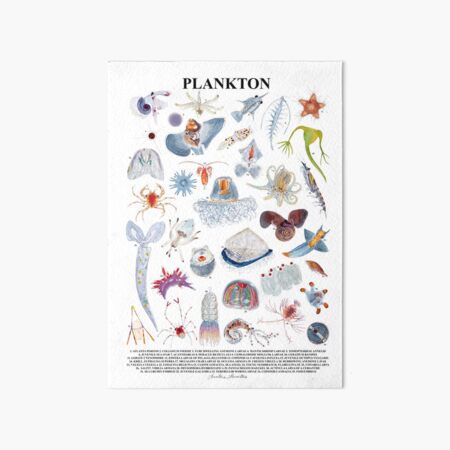 Vista previa del artículo con la obra «PLANKTON PÓSTER-black», diseñado y vendido por BEATRIZ ABAITUA.