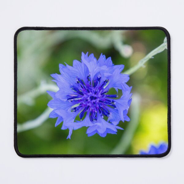 Item preview, Texas Bluebonnet designed and sold by The Wanderer.