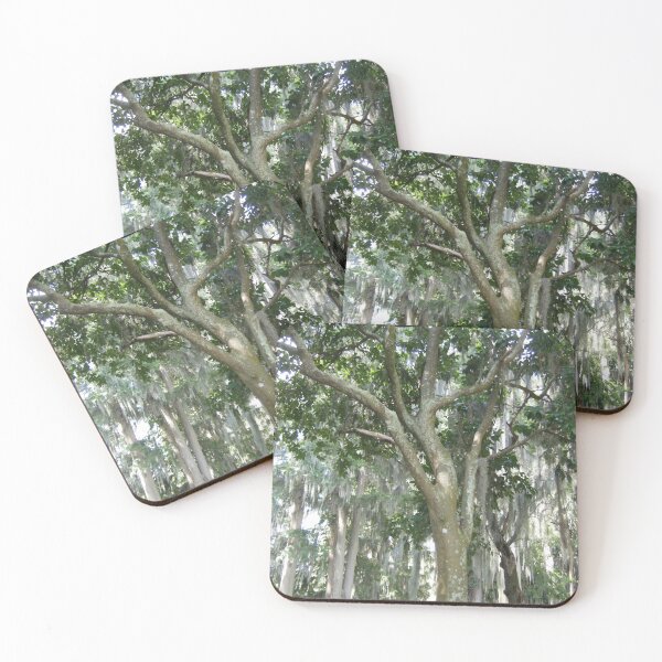 Item preview, Florida Trees in a Florida Forest designed and sold by KaleChub.