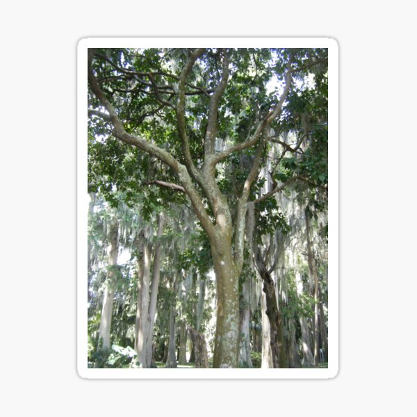 Artikel-Vorschau von Florida-Bäume in einem Florida-Wald, designt und verkauft von KaleChub.