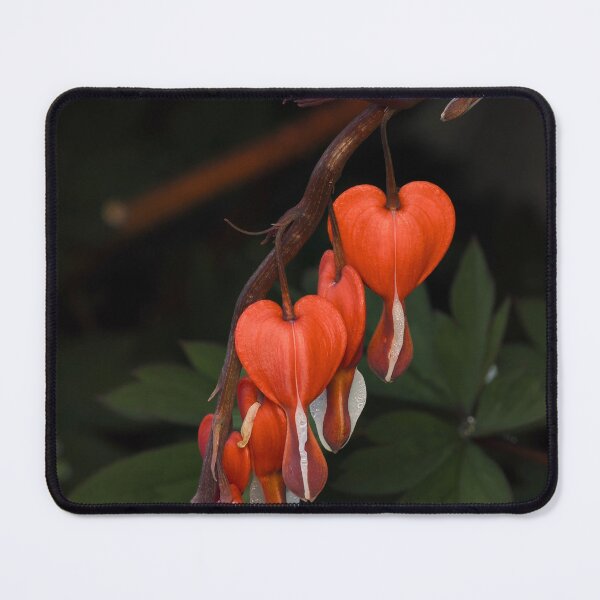 Item preview, Bleeding hearts  designed and sold by Cblifeisgood.