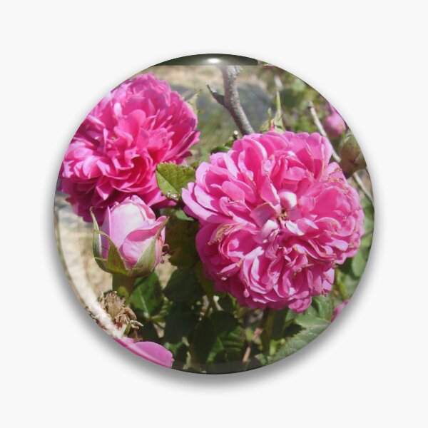 Item preview, Purple Rose Vintage Roses Pink Photo - Rose De Resht designed and sold by Sarah  Rajkotwala.