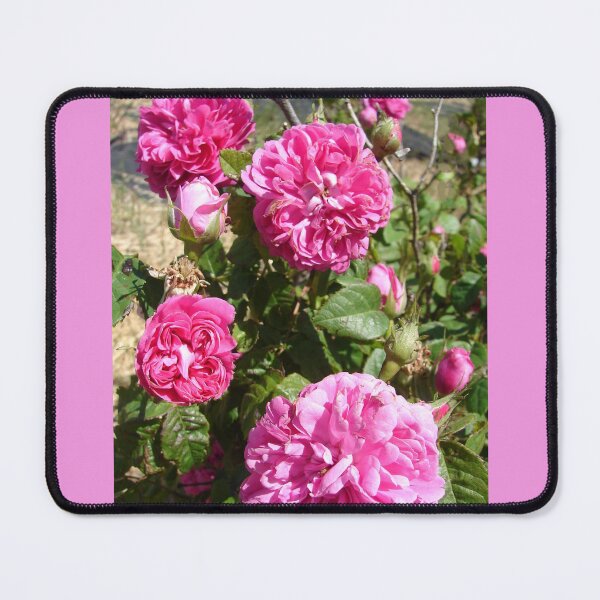 Item preview, Purple Rose Vintage Roses Pink Photo - Rose De Resht designed and sold by Sarah  Rajkotwala.