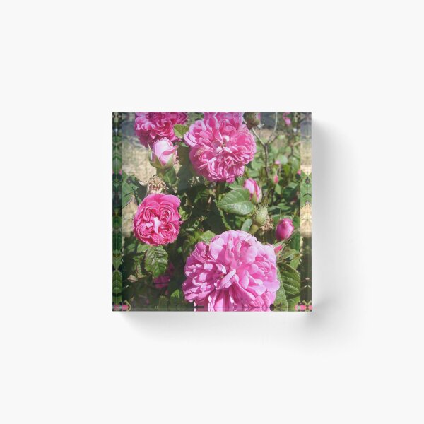 Item preview, Purple Rose Vintage Roses Pink Photo - Rose De Resht designed and sold by Sarah  Rajkotwala.