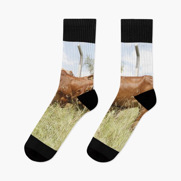 Item preview, Cows grazing in a pasture in Kajiado. designed and sold by Jamesk82.
