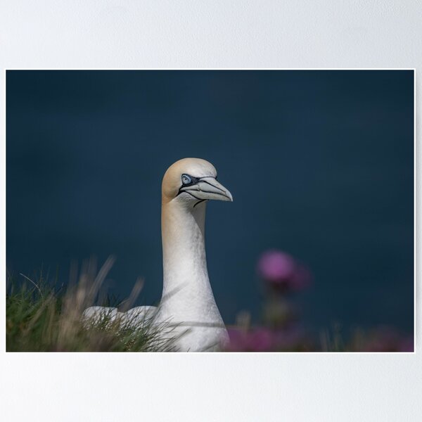 Item preview, Gannet designed and sold by Flyal4.