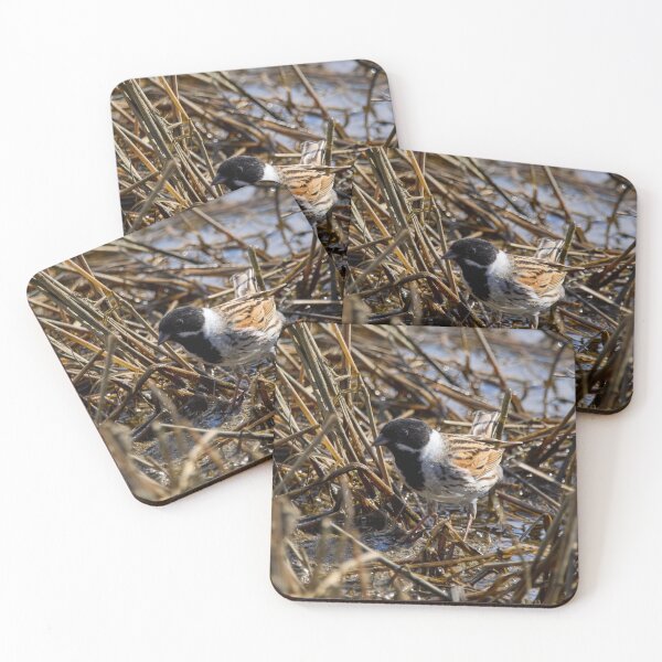 Item preview, Reeds reeds always reeds. Common reed bunting designed and sold by Jouko Lehto Photography.