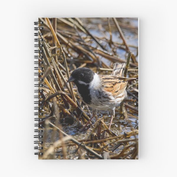 Item preview, Reeds reeds always reeds. Common reed bunting designed and sold by Jouko Lehto Photography.