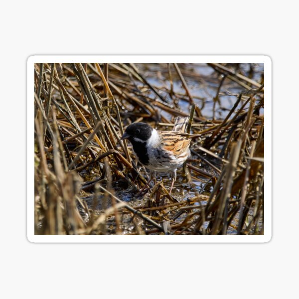 Item preview, Reeds reeds always reeds. Common reed bunting designed and sold by Jouko Lehto Photography.