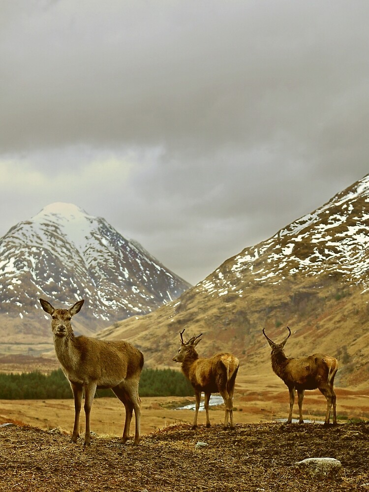 Deer by tontoshorse