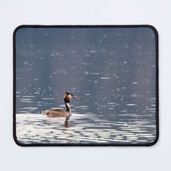 Item preview, Calm and cool. Great crested grebe designed and sold by Jouko Lehto Photography.