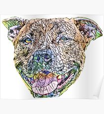 Staffordshire Bull Terrier Face Poster