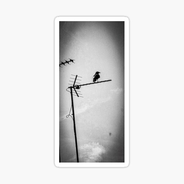 Artikel-Vorschau von Rabenvögel in der Abenddämmerung, designt und verkauft von Worryfreephotos.