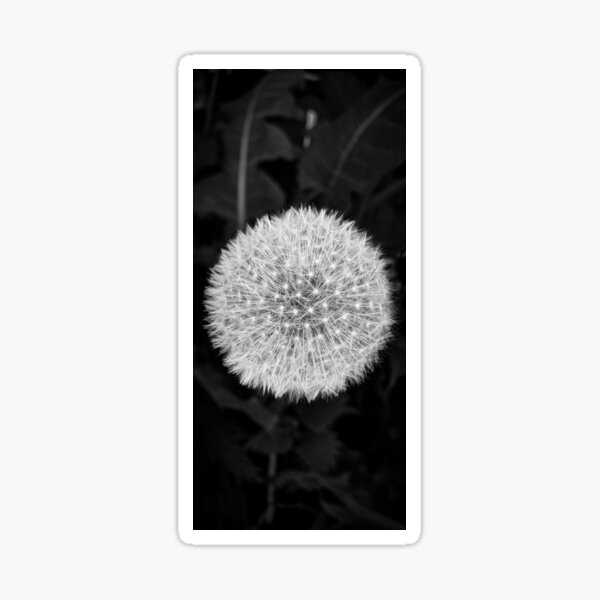Item preview, Pissenlit en noir et blanc designed and sold by BLACK SNAKE WHITE DOVE.