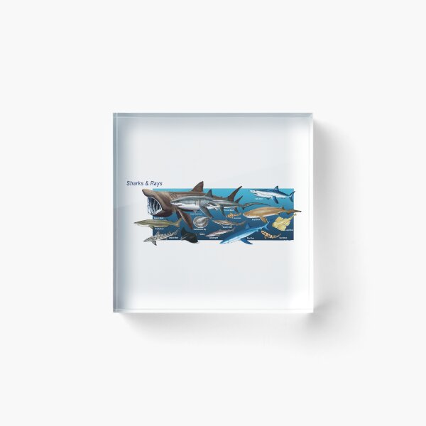 Item preview, Sharks and Rays of the Channel Islands Poster designed and sold by AzalaiBubbles.