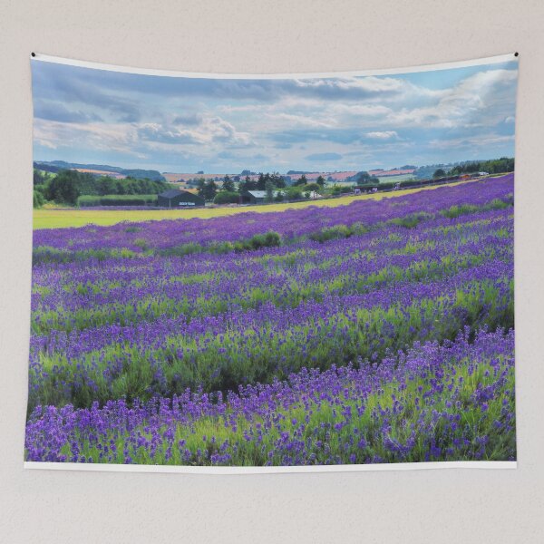 Artikelvorschau, Lavendelfeld Cotswolds Landschaft entworfen und verkauft von Susan Snow Photography and Design.